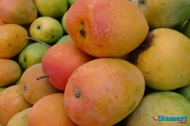 buah mangga gincu 1kg gedong gincu mangga asli indramayu BUAH MANGGA GEDONG GINCU