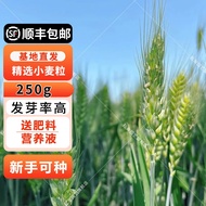 Yuntao Wheat Berry Wheat Seeds Wheat Seeds Wheat Grass Seed High Quality Wholesale Malt with Leather2023Cat Grass Seeds
