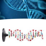 อุปกรณ์การสอนแบบจำลอง DNA แบบพลาสติกเพื่อการศึกษาแบบโครงสร้าง DNA