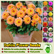 200 Seeds/pack Bonsai Dahlia Seeds 大丽花种子 Assorted Dahlia Flower Seeds for Planting Chinese Peony Flo