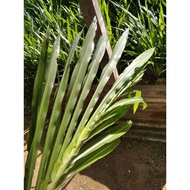 5kg Benih Napier Pandan/dwarf