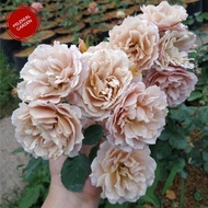 Mawar Import iori tanaman hias bunga mawar Bandung - tanaman mawar import