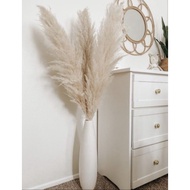 Pampas Grass Long Size Dried Flower Natural Beige/ Natural Grey 120cm & 80cm
