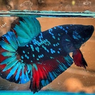 ikan cupang plakat avatar gordon