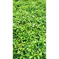 white jasmine evatarmia/bunga jasmin/pokok bunga kubur jasmin putih.