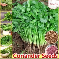 Coriander Vegetable Seeds 800 Seeds Fast Growing Heat Resistant Coriander Leaf Seeds For Home Garden