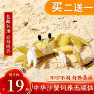 Aquatic Sand Crabs Children Not Smelly Clean Small Pets Raising Pets.Suitable for Good Raising Small