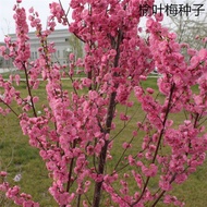 New Caiyu Leaf Plum Seeds Big Red Flower Double Petal Plum Blossom Tree Elm Small Peach Red Seeds El