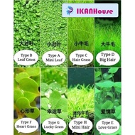 【Malaysia Ready Stock】Ikan House Benih rumput akuarium - Aquarium Grass Aquatic Plant Seeds - Aquasc