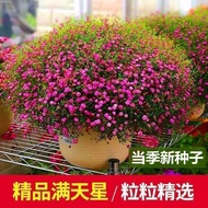 New Gypsophila Seeds Genuine Gypsophila Seeds Four Seasons Blossoming Easy-Explosive Pots Balcony Po