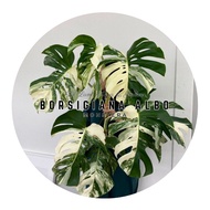 [Monstera] Borsigiana Albo Japan Variegated Premium Selected Home Plant Rare Plants 龟背竹