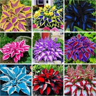 2000 Units, Hosta Flower Seeds, D-Shed Leaves 1ed