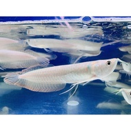 arwana silver red 7-8cm arwana silver Brazil bergaransi