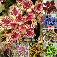 100% Genuine 100pcs Rainbow Coleus Seed Bonsai Rare Mixcolor Coleus Flower Seeds for Planting Benih Bunga Pokok Bunga