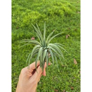 Air Plant -  Tillandsia Ionantha Maxima Albino | Gift | Wedding favours | Customise | Plants