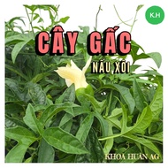 Gac vines over 6 months are flowering in 1 batch so they grow quickly and bear fruit, use it to cook