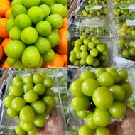 Bibit Anggur Import Shine Muscat 100% Valid Hasil Grafting