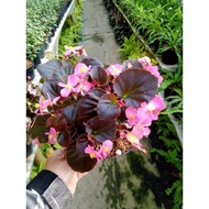 begonia cucullata/begonia bunga pink