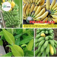 Pisang Raja | Bibit Pisang Raja | Bibit Bongol Pisang Raja Super 