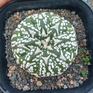 Kaktus | 102 | Astrophytum asterias | Super kabuto | V type