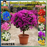 100pcs/pack Mixed Color Dwarf Bougainvillea Seeds for Sale Bougainvillea Flower Seeds for Planting &