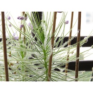 20 Byblis liniflora Seeds, GA3 for  Germination, Rare Carnivorous Plant Seeds