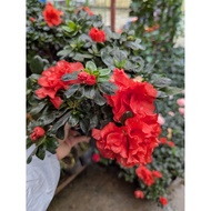 Azalea Imported | Medium Pots | Best Outdoor Plant