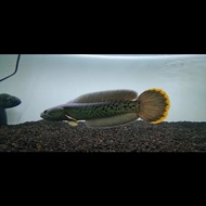 Ikan channa barca 5cm Gondrong