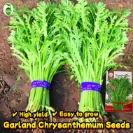 500 Seeds/pack High Yield Small Leaf Garland Chrysanthemum Seeds for Sale 小叶茼蒿种子 Rocket Salad Seed A