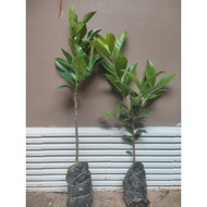 Best-selling Promo for plants, package of 2 kaffir limes + bay leaves, already lush, lots of roots, 