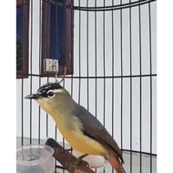 Burung Opyor Jambul Stok Terbatas