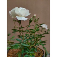 Graceful Climbing White Rose Vine - A Blooming Garden Delight!