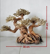 bonsai Aquascape aquarium driftwood free weping moss