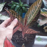 tanaman hias aglonema aglaonema red sumatera sumatra - 5 - 6 daun