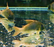 【成崧水族】紅帆鼠 紅帆鼠魚 鼠魚 小型魚 觀賞魚