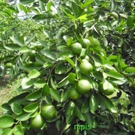 Bibit jeruk Nipis