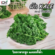 ผักเคลใบหยิก คะน้าใบหยิก กากใยสูง