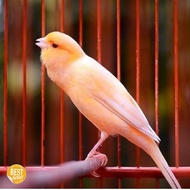 burung kenari afs gacor dor banyak pilihan