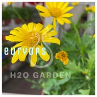 H2O - Euryops / 黄金菊 / Flower Plant / Live Plant / Pokok Hiasan