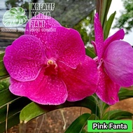 Anggrek dendrobium jumbo - Anggrek Dendrobium ukuran jumbo