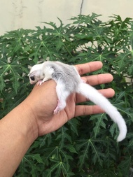 Sugar Glider Joey True Platinum Mosaic Betina