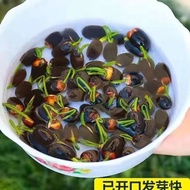 Bowl Lotus Seed Water Lily Lotus Seed Original Four Seasons Vegetable Seed Daquan Vegetable Seed Flo
