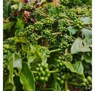 Bibit Biji kopi Robusta Lampung dan Priangan kemasan Repack