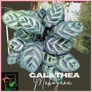 ﹊ ▦ Calathea Makoyana Live Plants