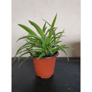 Spider Plant 吊兰 indoor hanging live plant