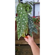 BEGONIA MACULATA 1FEET LIVE PLANT