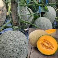 BENIH ROCK MELON F1 HYBRID.MADESTA EAST WEST SEED(10 SEEDS)