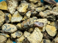 100% Natural Amber Rough 琥珀 原礦 多明尼加，或有藍綠。$5./g