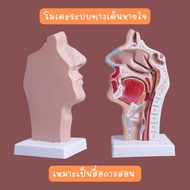 Sent From Bangkok Anatomy Breathing System Model Nasal Cavity Teaching Media In Schools Hospitals To