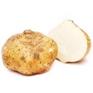 2 biji benih sengkuang/jicama/yam bean